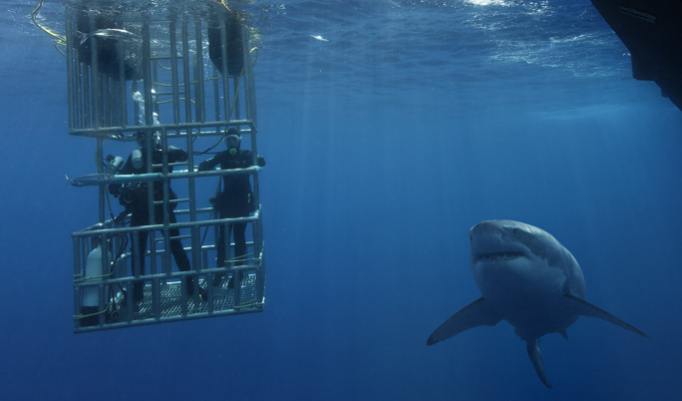 Weißer Hai am Käfig